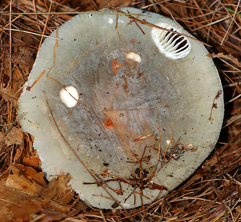 Russula variata Habitat: Mixed forest Fall,Geotagged,Russula,Russula variata,United States,fungus,mushroom