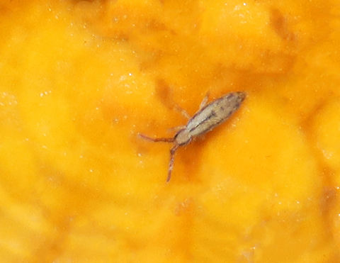 Springtail - Homidia socia Habitat: Found on a polypore; mixed forest Entomobryidae,Fall,Geotagged,Homidia,Homidia socia,Springtail,United States