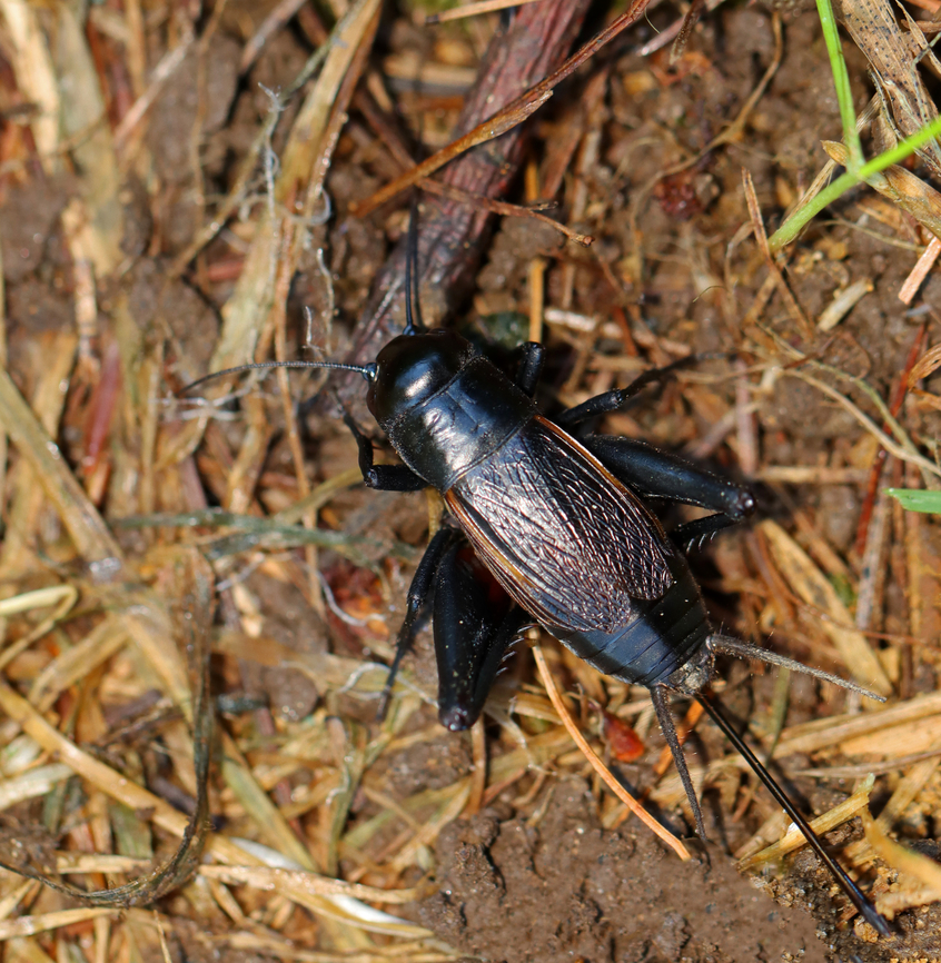 Fall Field Cricket - Gryllus pennsylvanicus Habitat: Forest edge Fall,Fall field cricket,Geotagged,Gryllus,Gryllus pennsylvanicus,United States,cricket,orthoptera