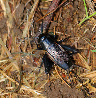 Fall Field Cricket - Gryllus pennsylvanicus Habitat: Forest edge Fall,Fall field cricket,Geotagged,Gryllus,Gryllus pennsylvanicus,United States,cricket,orthoptera