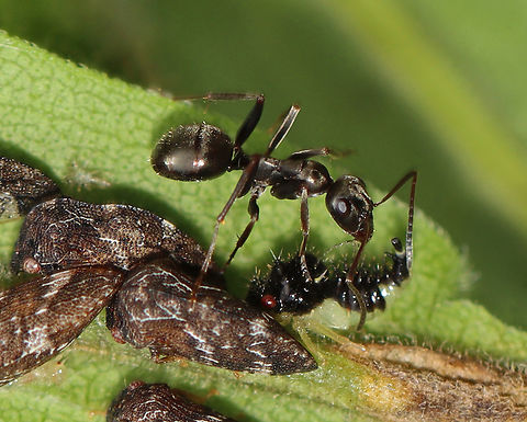 Treehopper (Publilia concava) nymph being farmed by an ant The ant and treehopper have a mutualistic relationship. The ant strokes the treehopper (a nymph in this instance) with its antennae, which causes the treehopper to release a drop of honeydew from its rear. The ant eats the honeydew. In exchange, the ant(s) protect the treehoppers from predators. 

Habitat: Meadow
https://www.jungledragon.com/image/143191/treehopper_nymph_-_publilia_concava.html Geotagged,Publilia,Publilia concava,Summer,United States,ant,mutualism,treehopper
