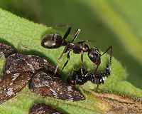 Treehopper (Publilia concava) nymph being farmed by an ant The ant and treehopper have a mutualistic relationship. The ant strokes the treehopper (a nymph in this instance) with its antennae, which causes the treehopper to release a drop of honeydew from its rear. The ant eats the honeydew. In exchange, the ant(s) protect the treehoppers from predators. <br />
<br />
Habitat: Meadow<br />
https://www.jungledragon.com/image/143191/treehopper_nymph_-_publilia_concava.html Geotagged,Publilia,Publilia concava,Summer,United States,ant,mutualism,treehopper