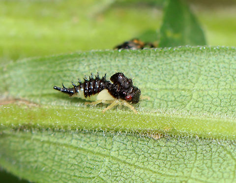 Treehopper Nymph - Publilia concava This nymph had a large, adorable dorsal hump.

Habitat: Meadow
https://www.jungledragon.com/image/143190/treehopper_publilia_concava_nymph_being_farmed_by_an_ant.html Geotagged,Publilia,Publilia concava,Summer,United States,nymph,treehopper