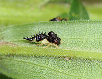 Treehopper Nymph - Publilia concava This nymph had a large, adorable dorsal hump.<br />
<br />
Habitat: Meadow<br />
https://www.jungledragon.com/image/143190/treehopper_publilia_concava_nymph_being_farmed_by_an_ant.html Geotagged,Publilia,Publilia concava,Summer,United States,nymph,treehopper