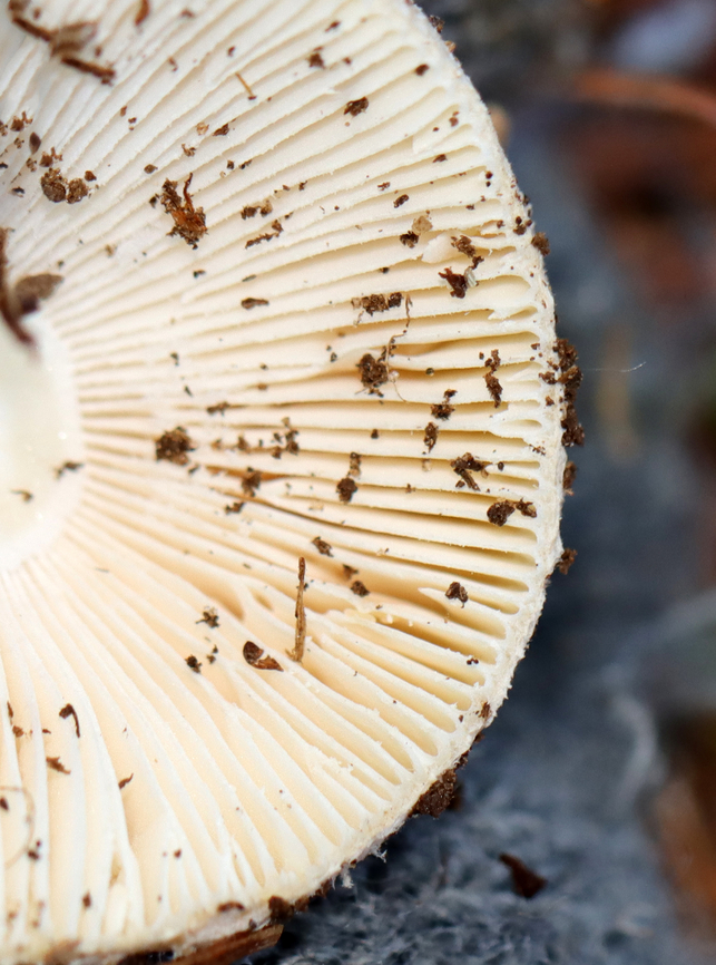 Poison Champagne Amanita - Amanita crenulata Habitat: Growing on the ground, under pine; Mixed forest edge<br />
<figure class="photo"><a href="https://www.jungledragon.com/image/143193/poison_champagne_amanita_-_amanita_crenulata.html" title="Poison Champagne Amanita - Amanita crenulata"><img src="https://s3.amazonaws.com/media.jungledragon.com/images/3232/143193_thumb.jpg?AWSAccessKeyId=05GMT0V3GWVNE7GGM1R2&Expires=1759968010&Signature=mKH7xYa6X1uM0NMh3ZnQSr0UvQA%3D" width="200" height="146" alt="Poison Champagne Amanita - Amanita crenulata Habitat: Growing on the ground, under pine; Mixed forest edge<br />
https://www.jungledragon.com/image/143192/poison_champagne_amanita_-_amanita_crenulata.html Amanita,Amanita crenulata,Fall,Geotagged,Poison Champagne Amanita,United States,fungus,mushroom" /></a></figure> Amanita crenulata,Fall,Geotagged,Poison Champagne Amanita,United States