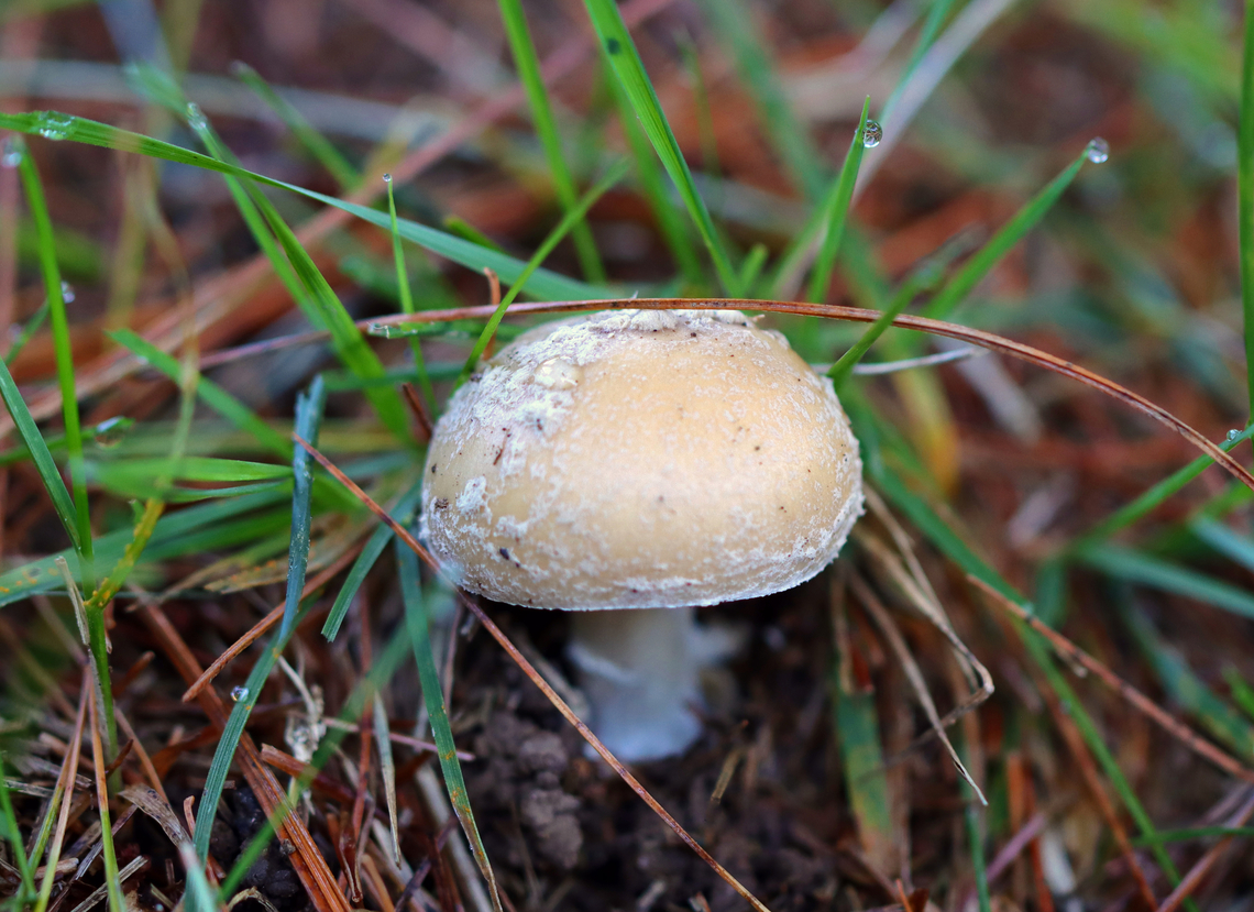Poison Champagne Amanita - Amanita crenulata Habitat: Growing on the ground, under pine; Mixed forest edge<br />
<figure class="photo"><a href="https://www.jungledragon.com/image/143192/poison_champagne_amanita_-_amanita_crenulata.html" title="Poison Champagne Amanita - Amanita crenulata"><img src="https://s3.amazonaws.com/media.jungledragon.com/images/3232/143192_thumb.jpg?AWSAccessKeyId=05GMT0V3GWVNE7GGM1R2&Expires=1759968010&Signature=tmqjNxfGHr96TYXfBJwPwHFCcYw%3D" width="114" height="152" alt="Poison Champagne Amanita - Amanita crenulata Habitat: Growing on the ground, under pine; Mixed forest edge<br />
https://www.jungledragon.com/image/143193/poison_champagne_amanita_-_amanita_crenulata.html Amanita crenulata,Fall,Geotagged,Poison Champagne Amanita,United States" /></a></figure> Amanita,Amanita crenulata,Fall,Geotagged,Poison Champagne Amanita,United States,fungus,mushroom