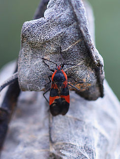 Milkweed Bug - Oncopeltus fasciatus Habitat: On milkweed; meadow Fall,Geotagged,Large milkweed bug,Oncopeltus fasciatus,United States,bug,milkweed,oncopeltus