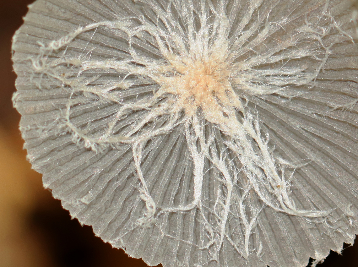 Ink Cap - Coprinopsis sp. Delicate, gray, pleated cap with whitish fibrils. <br />
<br />
Ink caps have gills that partially liquefy as the mushroom matures. While the "ink" produced from the liquefying gills can actually be used as writing ink, it has a much more important function from the perspective of the mushroom. Liquefying the gills is actually a very clever strategy for efficient spore dispersal. The gills liquefy from the bottom up as the spores mature. As this happens, the cap peels up and the maturing spores are thus always kept in the best position for catching the wind for dispersal.<br />
<br />
Habitat: Meadow/pond edge Fall,Geotagged,United States,coprinopsis,fungus,ink cap,mushroom