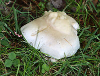 Foul Clitocybe - Clitocybe robusta Dingy white mushrooms with somewhat deformed caps. I wonder if they had a hypomyces infection.<br />
<br />
Habitat: Mixed forest edge<br />
https://www.jungledragon.com/image/143197/foul_clitocybe_-_clitocybe_robusta.html<br />
https://www.jungledragon.com/image/143199/foul_clitocybe_-_clitocybe_robusta.html<br />
https://www.jungledragon.com/image/143198/foul_clitocybe_-_clitocybe_robusta.html Clitocybe robusta,Fall,Foul Clitocybe,Geotagged,United States,clitocybe,fungus,mushroom