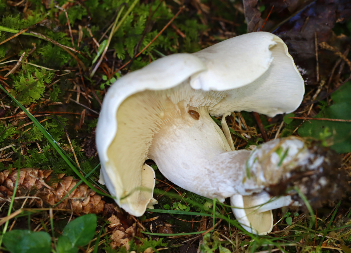 Foul Clitocybe - Clitocybe robusta Dingy white mushrooms with somewhat deformed caps. I wonder if they had a hypomyces infection.<br />
<br />
Habitat: Mixed forest edge<br />
<figure class="photo"><a href="https://www.jungledragon.com/image/143197/foul_clitocybe_-_clitocybe_robusta.html" title="Foul Clitocybe - Clitocybe robusta"><img src="https://s3.amazonaws.com/media.jungledragon.com/images/3232/143197_thumb.jpg?AWSAccessKeyId=05GMT0V3GWVNE7GGM1R2&Expires=1767225610&Signature=Xg79C6yt4csW8y9v4YLtC2Q%2FaW4%3D" width="200" height="154" alt="Foul Clitocybe - Clitocybe robusta Dingy white mushrooms with somewhat deformed caps. I wonder if they had a hypomyces infection.<br />
<br />
Habitat: Mixed forest edge<br />
https://www.jungledragon.com/image/143197/foul_clitocybe_-_clitocybe_robusta.html<br />
https://www.jungledragon.com/image/143199/foul_clitocybe_-_clitocybe_robusta.html<br />
https://www.jungledragon.com/image/143198/foul_clitocybe_-_clitocybe_robusta.html Clitocybe robusta,Fall,Foul Clitocybe,Geotagged,United States,clitocybe,fungus,mushroom" /></a></figure><br />
<figure class="photo"><a href="https://www.jungledragon.com/image/143199/foul_clitocybe_-_clitocybe_robusta.html" title="Foul Clitocybe - Clitocybe robusta"><img src="https://s3.amazonaws.com/media.jungledragon.com/images/3232/143199_thumb.jpg?AWSAccessKeyId=05GMT0V3GWVNE7GGM1R2&Expires=1767225610&Signature=oCbr9eQwqhDc70L6HDvmcXZwCoI%3D" width="200" height="150" alt="Foul Clitocybe - Clitocybe robusta Dingy white mushrooms with somewhat deformed caps. I wonder if they had a hypomyces infection.<br />
<br />
Habitat: Mixed forest edge<br />
https://www.jungledragon.com/image/143197/foul_clitocybe_-_clitocybe_robusta.html<br />
https://www.jungledragon.com/image/143199/foul_clitocybe_-_clitocybe_robusta.html<br />
https://www.jungledragon.com/image/143198/foul_clitocybe_-_clitocybe_robusta.html Clitocybe robusta,Fall,Foul Clitocybe,Geotagged,United States" /></a></figure><br />
<figure class="photo"><a href="https://www.jungledragon.com/image/143198/foul_clitocybe_-_clitocybe_robusta.html" title="Foul Clitocybe - Clitocybe robusta"><img src="https://s3.amazonaws.com/media.jungledragon.com/images/3232/143198_thumb.jpg?AWSAccessKeyId=05GMT0V3GWVNE7GGM1R2&Expires=1767225610&Signature=CtBHfK3rhWMWY0E3n%2FnJYgmnPf8%3D" width="200" height="146" alt="Foul Clitocybe - Clitocybe robusta Dingy white mushrooms with somewhat deformed caps. I wonder if they had a hypomyces infection.<br />
<br />
Habitat: Mixed forest edge<br />
https://www.jungledragon.com/image/143197/foul_clitocybe_-_clitocybe_robusta.html<br />
https://www.jungledragon.com/image/143199/foul_clitocybe_-_clitocybe_robusta.html<br />
https://www.jungledragon.com/image/143198/foul_clitocybe_-_clitocybe_robusta.html Clitocybe robusta,Fall,Foul Clitocybe,Geotagged,United States" /></a></figure> Clitocybe robusta,Fall,Foul Clitocybe,Geotagged,United States