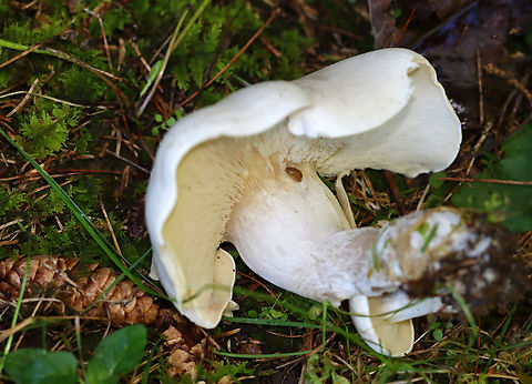 Foul Clitocybe - Clitocybe robusta Dingy white mushrooms with somewhat deformed caps. I wonder if they had a hypomyces infection.

Habitat: Mixed forest edge
https://www.jungledragon.com/image/143197/foul_clitocybe_-_clitocybe_robusta.html
https://www.jungledragon.com/image/143199/foul_clitocybe_-_clitocybe_robusta.html
https://www.jungledragon.com/image/143198/foul_clitocybe_-_clitocybe_robusta.html Clitocybe robusta,Fall,Foul Clitocybe,Geotagged,United States