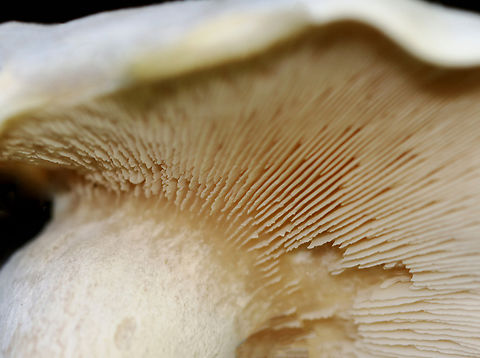 Foul Clitocybe - Clitocybe robusta Dingy white mushrooms with somewhat deformed caps. I wonder if they had a hypomyces infection.

Habitat: Mixed forest edge
https://www.jungledragon.com/image/143197/foul_clitocybe_-_clitocybe_robusta.html
https://www.jungledragon.com/image/143199/foul_clitocybe_-_clitocybe_robusta.html
https://www.jungledragon.com/image/143198/foul_clitocybe_-_clitocybe_robusta.html Clitocybe robusta,Fall,Foul Clitocybe,Geotagged,United States