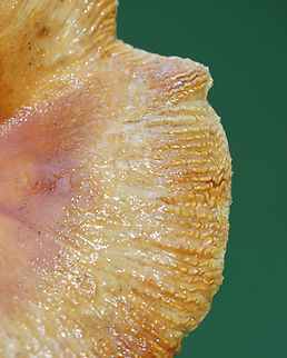 Brittlegill - Russula granulata Habitat: Growing in grass beside a mixed forest
https://www.jungledragon.com/image/143201/brittlegill_-_russula_sp.html
https://www.jungledragon.com/image/143204/brittlegill_-_russula_sp.html
https://www.jungledragon.com/image/143203/brittlegill_-_russula_sp.html
https://www.jungledragon.com/image/143202/brittlegill_-_russula_sp.html Fall,Geotagged,Russula granulata,United States