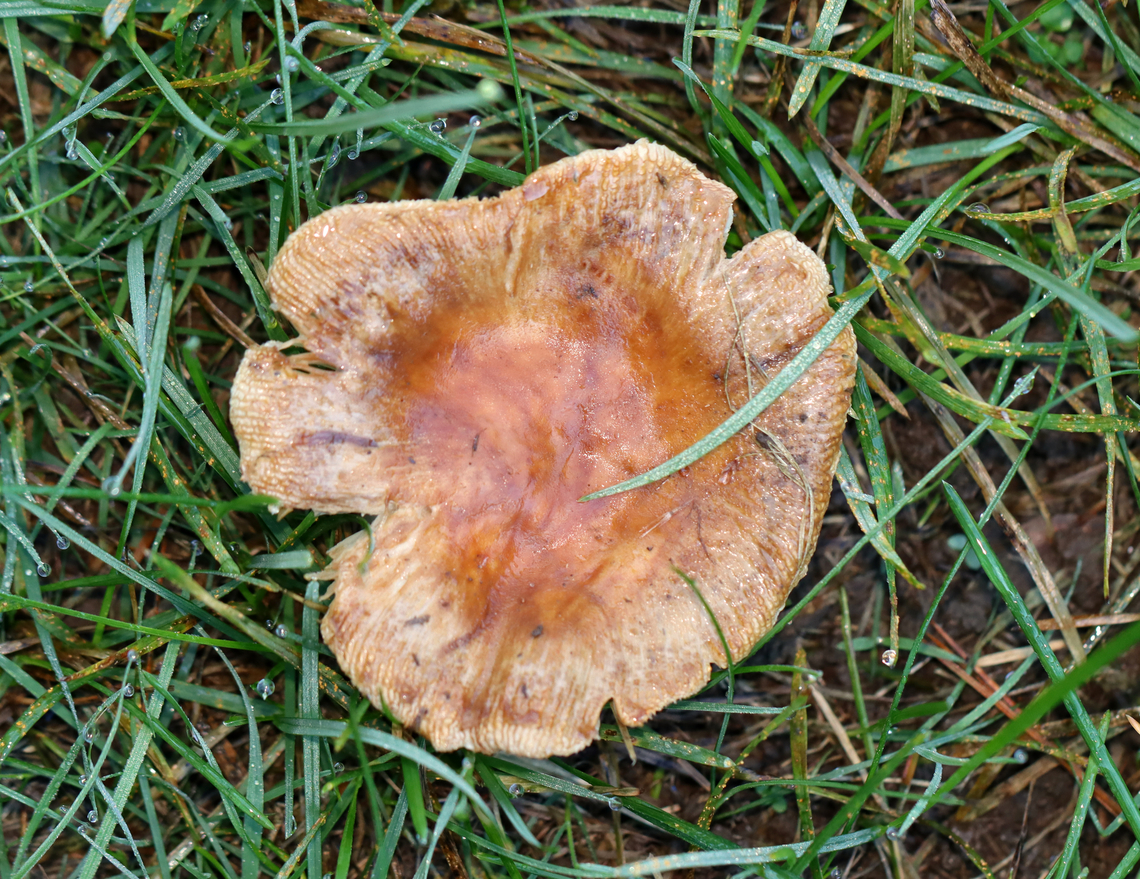 Brittlegill - Russula granulata Habitat: Growing in grass beside a mixed forest<br />
<figure class="photo"><a href="https://www.jungledragon.com/image/143201/brittlegill_-_russula_granulata.html" title="Brittlegill - Russula granulata"><img src="https://s3.amazonaws.com/media.jungledragon.com/images/3232/143201_thumb.jpg?AWSAccessKeyId=05GMT0V3GWVNE7GGM1R2&Expires=1759968010&Signature=Yb5i5H03x%2BeZaflQU8H3nBPfQec%3D" width="122" height="152" alt="Brittlegill - Russula granulata Habitat: Growing in grass beside a mixed forest<br />
https://www.jungledragon.com/image/143201/brittlegill_-_russula_sp.html<br />
https://www.jungledragon.com/image/143204/brittlegill_-_russula_sp.html<br />
https://www.jungledragon.com/image/143203/brittlegill_-_russula_sp.html<br />
https://www.jungledragon.com/image/143202/brittlegill_-_russula_sp.html Fall,Geotagged,Russula granulata,United States" /></a></figure><br />
<figure class="photo"><a href="https://www.jungledragon.com/image/143204/brittlegill_-_russula_granulata.html" title="Brittlegill - Russula granulata"><img src="https://s3.amazonaws.com/media.jungledragon.com/images/3232/143204_thumb.jpg?AWSAccessKeyId=05GMT0V3GWVNE7GGM1R2&Expires=1759968010&Signature=TB%2FRpvWSgUs2damdT8EDKKzlEws%3D" width="200" height="140" alt="Brittlegill - Russula granulata Habitat: Growing in grass beside a mixed forest<br />
https://www.jungledragon.com/image/143201/brittlegill_-_russula_sp.html<br />
https://www.jungledragon.com/image/143204/brittlegill_-_russula_sp.html<br />
https://www.jungledragon.com/image/143203/brittlegill_-_russula_sp.html<br />
https://www.jungledragon.com/image/143202/brittlegill_-_russula_sp.html Fall,Geotagged,Russula granulata,United States,fungus,mushroom,russula" /></a></figure><br />
<figure class="photo"><a href="https://www.jungledragon.com/image/143203/brittlegill_-_russula_granulata.html" title="Brittlegill - Russula granulata"><img src="https://s3.amazonaws.com/media.jungledragon.com/images/3232/143203_thumb.jpg?AWSAccessKeyId=05GMT0V3GWVNE7GGM1R2&Expires=1759968010&Signature=XfeGC20LkHYwnkva%2Bost%2B%2FSQ0o0%3D" width="200" height="144" alt="Brittlegill - Russula granulata Habitat: Growing in grass beside a mixed forest<br />
https://www.jungledragon.com/image/143201/brittlegill_-_russula_sp.html<br />
https://www.jungledragon.com/image/143204/brittlegill_-_russula_sp.html<br />
https://www.jungledragon.com/image/143203/brittlegill_-_russula_sp.html<br />
https://www.jungledragon.com/image/143202/brittlegill_-_russula_sp.html Fall,Geotagged,Russula granulata,United States" /></a></figure><br />
<figure class="photo"><a href="https://www.jungledragon.com/image/143202/brittlegill_-_russula_granulata.html" title="Brittlegill - Russula granulata"><img src="https://s3.amazonaws.com/media.jungledragon.com/images/3232/143202_thumb.jpg?AWSAccessKeyId=05GMT0V3GWVNE7GGM1R2&Expires=1759968010&Signature=27FCaJNyi2%2BlsEfHXuZ%2FMOhIjA4%3D" width="200" height="156" alt="Brittlegill - Russula granulata Habitat: Growing in grass beside a mixed forest<br />
https://www.jungledragon.com/image/143201/brittlegill_-_russula_sp.html<br />
https://www.jungledragon.com/image/143204/brittlegill_-_russula_sp.html<br />
https://www.jungledragon.com/image/143203/brittlegill_-_russula_sp.html<br />
https://www.jungledragon.com/image/143202/brittlegill_-_russula_sp.html Fall,Geotagged,Russula granulata,United States" /></a></figure> Fall,Geotagged,Russula granulata,United States