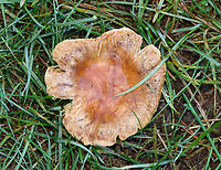 Brittlegill - Russula granulata Habitat: Growing in grass beside a mixed forest<br />
https://www.jungledragon.com/image/143201/brittlegill_-_russula_sp.html<br />
https://www.jungledragon.com/image/143204/brittlegill_-_russula_sp.html<br />
https://www.jungledragon.com/image/143203/brittlegill_-_russula_sp.html<br />
https://www.jungledragon.com/image/143202/brittlegill_-_russula_sp.html Fall,Geotagged,Russula granulata,United States