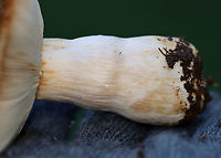 Brittlegill - Russula granulata Habitat: Growing in grass beside a mixed forest<br />
https://www.jungledragon.com/image/143201/brittlegill_-_russula_sp.html<br />
https://www.jungledragon.com/image/143204/brittlegill_-_russula_sp.html<br />
https://www.jungledragon.com/image/143203/brittlegill_-_russula_sp.html<br />
https://www.jungledragon.com/image/143202/brittlegill_-_russula_sp.html Fall,Geotagged,Russula granulata,United States
