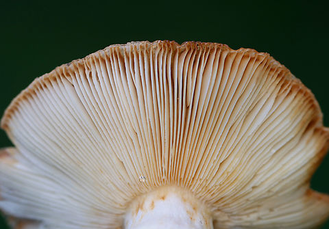 Brittlegill - Russula granulata Habitat: Growing in grass beside a mixed forest
https://www.jungledragon.com/image/143201/brittlegill_-_russula_sp.html
https://www.jungledragon.com/image/143204/brittlegill_-_russula_sp.html
https://www.jungledragon.com/image/143203/brittlegill_-_russula_sp.html
https://www.jungledragon.com/image/143202/brittlegill_-_russula_sp.html Fall,Geotagged,Russula granulata,United States,fungus,mushroom,russula
