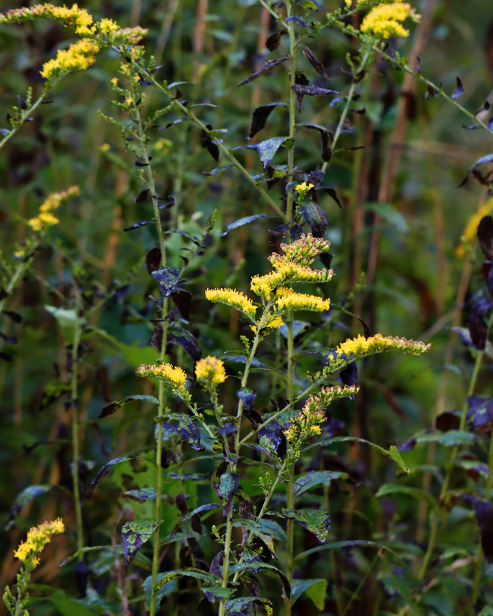 Wrinkleleaf Goldenrod - Solidago rugosa Habitat: Meadow Fall,Geotagged,Solidago rugosa,United States,Wrinkleleaf goldenrod,goldenrod,solidago