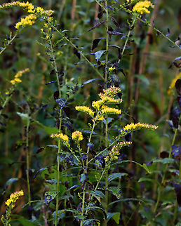 Wrinkleleaf goldenrod
