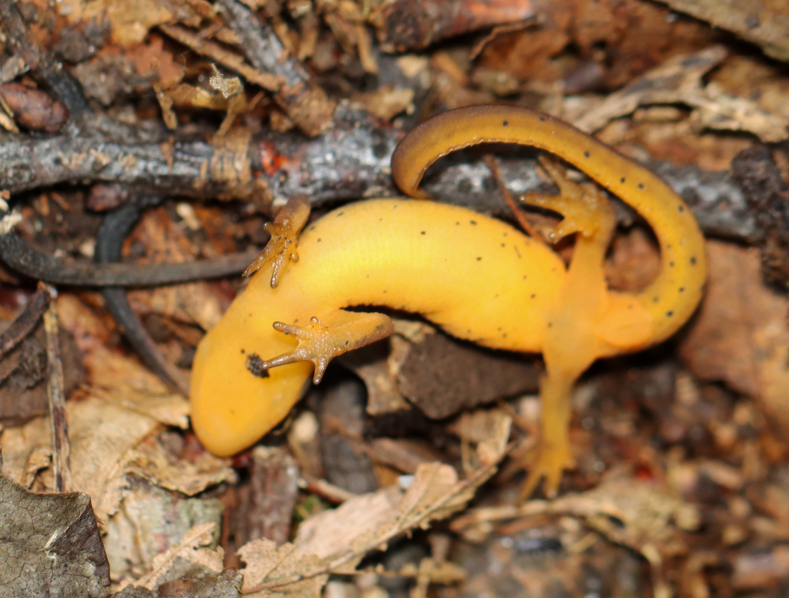 Eastern Newt (Adult) - Notophthalmus viridescens I nearly stepped on this salamander. I found it in this position. It wasn&#039;t moving and, at first, I thought it was dead. I picked it up and it slowly started wiggling in my hand. I held it for several minutes to warm it up before setting it free, after which it was moving around normally. I assume it was in this weird, upside down position because it was: playing dead or really cold (it was a frigid day) or dying. It was encouraging that it recovered after a short snuggle, but who knows if it was able to survive.<br />
<br />
Habitat: Mixed forest Eastern newt,Fall,Geotagged,Notophthalmus,Notophthalmus viridescens,United States,salamander