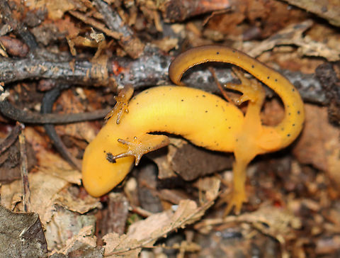 Eastern Newt (Adult) - Notophthalmus viridescens I nearly stepped on this salamander. I found it in this position. It wasn't moving and, at first, I thought it was dead. I picked it up and it slowly started wiggling in my hand. I held it for several minutes to warm it up before setting it free, after which it was moving around normally. I assume it was in this weird, upside down position because it was: playing dead or really cold (it was a frigid day) or dying. It was encouraging that it recovered after a short snuggle, but who knows if it was able to survive.

Habitat: Mixed forest Eastern newt,Fall,Geotagged,Notophthalmus,Notophthalmus viridescens,United States,salamander