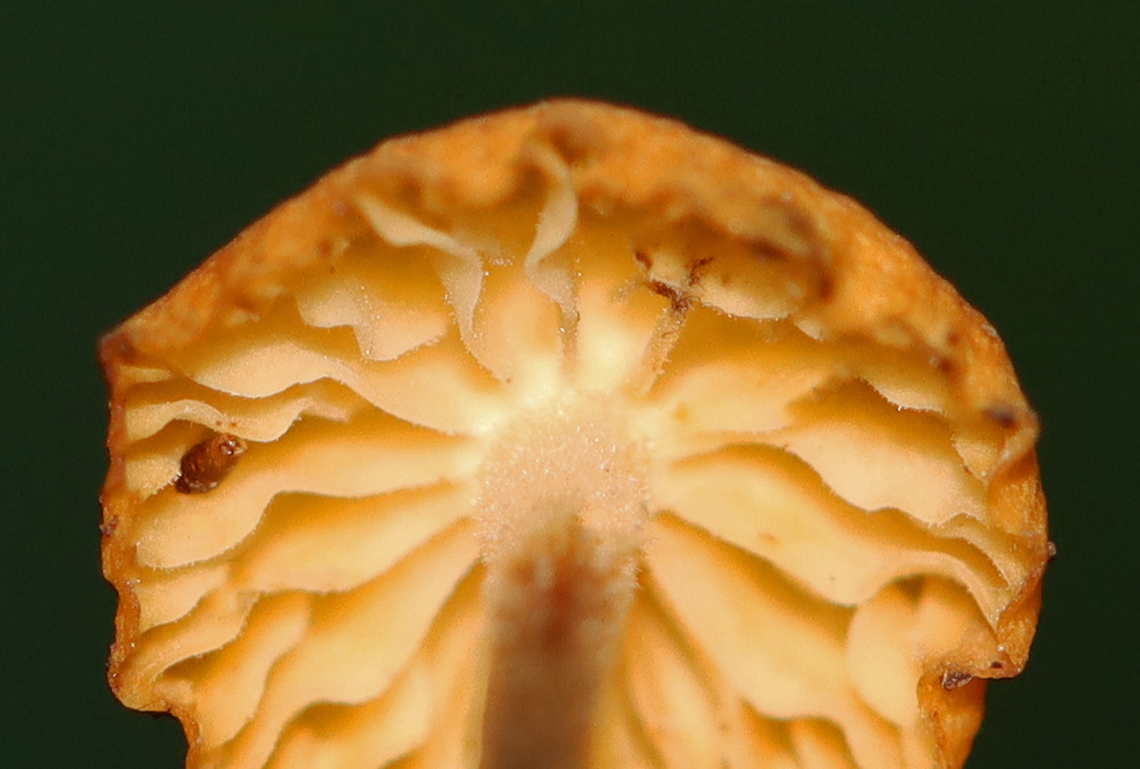 Hairy Long Stem Marasmius - Rhizomarasmius pyrrhocephalus Habitat: Growing on leaf litter in a deciduous forest<br />
<figure class="photo"><a href="https://www.jungledragon.com/image/143248/hairy_long_stem_marasmius_-_rhizomarasmius_pyrrhocephalus.html" title="Hairy Long Stem Marasmius - Rhizomarasmius pyrrhocephalus"><img src="https://s3.amazonaws.com/media.jungledragon.com/images/3232/143248_thumb.jpg?AWSAccessKeyId=05GMT0V3GWVNE7GGM1R2&Expires=1767225610&Signature=%2BO1RsEXs7DYkMDmJ9ylOLl6h8D0%3D" width="118" height="152" alt="Hairy Long Stem Marasmius - Rhizomarasmius pyrrhocephalus Habitat: Growing on leaf litter in a deciduous forest<br />
https://www.jungledragon.com/image/143247/hairy_long_stem_marasmius_-_rhizomarasmius_pyrrhocephalus.html Fall,Geotagged,Hairy Long Stem Marasmius,Rhizomarasmius,Rhizomarasmius pyrrhocephalus,United States,fungus,marasmius,mushroom" /></a></figure> Fall,Geotagged,Hairy Long Stem Marasmius,Rhizomarasmius pyrrhocephalus,United States
