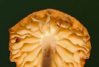 Hairy Long Stem Marasmius - Rhizomarasmius pyrrhocephalus Habitat: Growing on leaf litter in a deciduous forest<br />
https://www.jungledragon.com/image/143248/hairy_long_stem_marasmius_-_rhizomarasmius_pyrrhocephalus.html Fall,Geotagged,Hairy Long Stem Marasmius,Rhizomarasmius pyrrhocephalus,United States