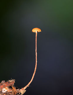 Hairy Long Stem Marasmius - Rhizomarasmius pyrrhocephalus Habitat: Growing on leaf litter in a deciduous forest
https://www.jungledragon.com/image/143247/hairy_long_stem_marasmius_-_rhizomarasmius_pyrrhocephalus.html Fall,Geotagged,Hairy Long Stem Marasmius,Rhizomarasmius,Rhizomarasmius pyrrhocephalus,United States,fungus,marasmius,mushroom