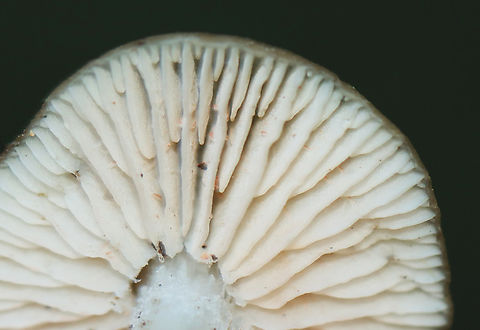 Straight-stalked Entoloma - Entoloma strictius *Tentative ID

Habitat: Deciduous forest
https://www.jungledragon.com/image/143252/straight-stalked_entoloma_-_entoloma_strictius.html Entoloma strictius,Fall,Geotagged,Straight-stalked Entoloma,United States