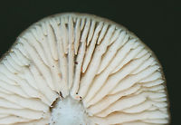 Straight-stalked Entoloma - Entoloma strictius *Tentative ID<br />
<br />
Habitat: Deciduous forest<br />
https://www.jungledragon.com/image/143252/straight-stalked_entoloma_-_entoloma_strictius.html Entoloma strictius,Fall,Geotagged,Straight-stalked Entoloma,United States