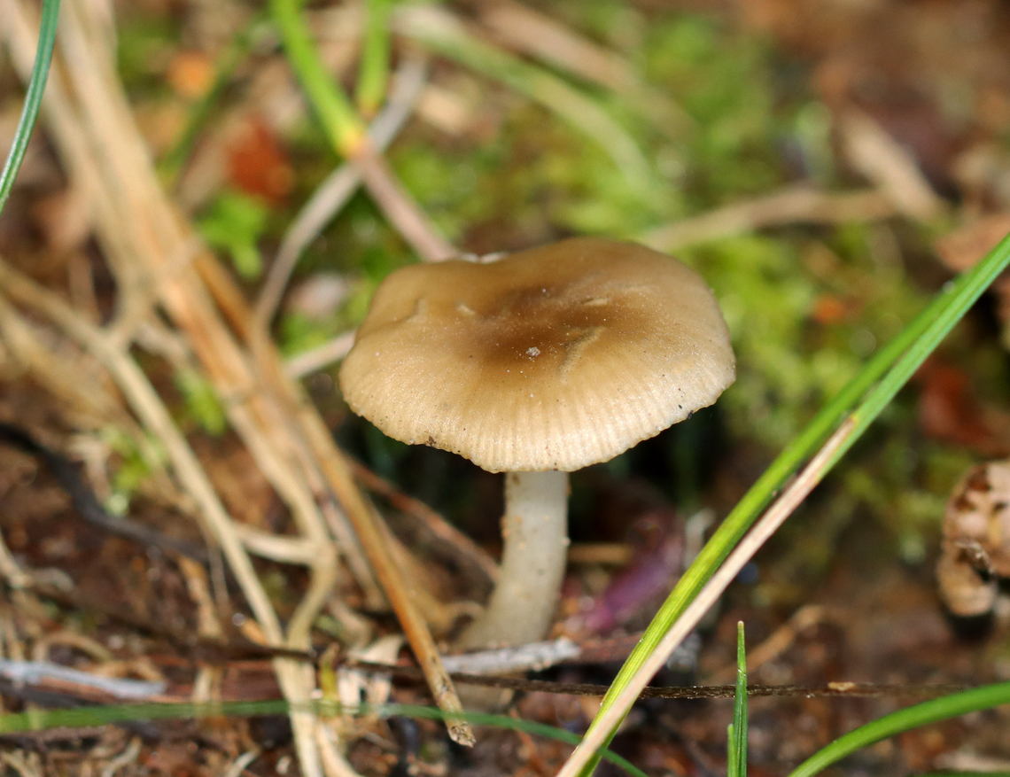 Straight-stalked Entoloma - Entoloma strictius *Tentative ID<br />
<br />
Habitat: Deciduous forest<br />
<figure class="photo"><a href="https://www.jungledragon.com/image/143251/straight-stalked_entoloma_-_entoloma_strictius.html" title="Straight-stalked Entoloma - Entoloma strictius"><img src="https://s3.amazonaws.com/media.jungledragon.com/images/3232/143251_thumb.jpg?AWSAccessKeyId=05GMT0V3GWVNE7GGM1R2&Expires=1767225610&Signature=FwOE7N99hBCDbNHDZv9oh%2Fiv7EE%3D" width="200" height="138" alt="Straight-stalked Entoloma - Entoloma strictius *Tentative ID<br />
<br />
Habitat: Deciduous forest<br />
https://www.jungledragon.com/image/143252/straight-stalked_entoloma_-_entoloma_strictius.html Entoloma strictius,Fall,Geotagged,Straight-stalked Entoloma,United States" /></a></figure> Entoloma strictius,Fall,Geotagged,Straight-stalked Entoloma,United States,entoloma,fungus,mushroom