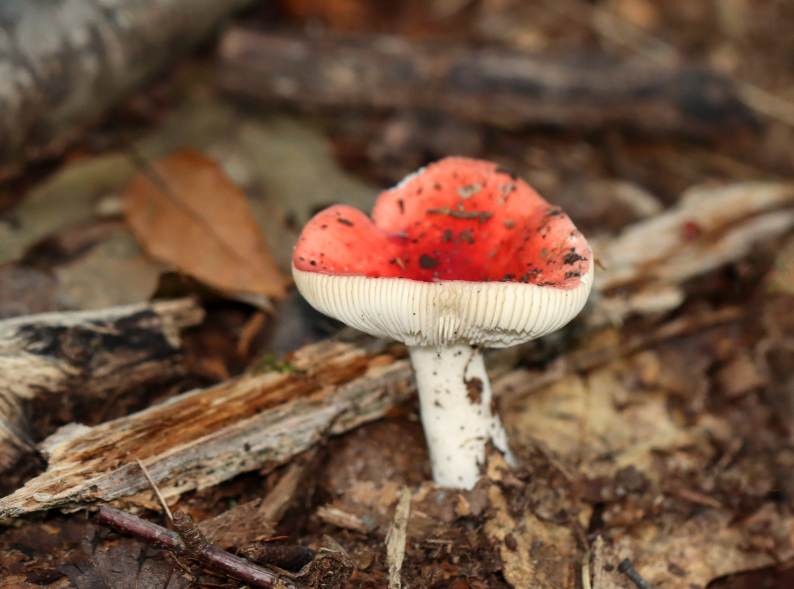 Beechwood Sickener - Russula nobilis Bright red, slightly sticky cap, white narrowly spaced gills, and a white stem. As the common name implies, this species grows near beech trees and will make you sick if you eat it.<br />
<br />
Habitat: Deciduous forest<br />
<figure class="photo"><a href="https://www.jungledragon.com/image/143254/beechwood_sickener_-_russula_nobilis.html" title="Beechwood Sickener - Russula nobilis"><img src="https://s3.amazonaws.com/media.jungledragon.com/images/3232/143254_thumb.jpg?AWSAccessKeyId=05GMT0V3GWVNE7GGM1R2&Expires=1759968010&Signature=Y5lQJS0MVUGd2Ec95Gxp2Jigib0%3D" width="200" height="198" alt="Beechwood Sickener - Russula nobilis Bright red, slightly sticky cap, white narrowly spaced gills, and a white stem. As the common name implies, this species grows near beech trees and will make you sick if you eat it.<br />
<br />
Habitat: Deciduous forest<br />
https://www.jungledragon.com/image/143253/beechwood_sickener_-_russula_nobilis.html<br />
<br />
 Beechwood Sickener,Fall,Geotagged,Russula,Russula nobilis,United States,fungus,mushroom" /></a></figure> Beechwood Sickener,Fall,Geotagged,Russula nobilis,United States