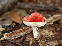 Beechwood Sickener - Russula nobilis Bright red, slightly sticky cap, white narrowly spaced gills, and a white stem. As the common name implies, this species grows near beech trees and will make you sick if you eat it.<br />
<br />
Habitat: Deciduous forest<br />
https://www.jungledragon.com/image/143254/beechwood_sickener_-_russula_nobilis.html Beechwood Sickener,Fall,Geotagged,Russula nobilis,United States