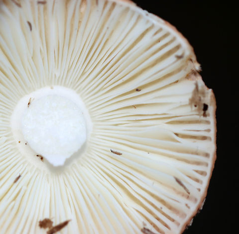 Beechwood Sickener - Russula nobilis Bright red, slightly sticky cap, white narrowly spaced gills, and a white stem. As the common name implies, this species grows near beech trees and will make you sick if you eat it.

Habitat: Deciduous forest
https://www.jungledragon.com/image/143253/beechwood_sickener_-_russula_nobilis.html

 Beechwood Sickener,Fall,Geotagged,Russula,Russula nobilis,United States,fungus,mushroom
