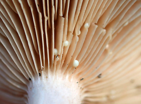 Milkcap - Lactarius sp. Habitat: Deciduous forest
https://www.jungledragon.com/image/143256/milkcap_-_lactarius_sp.html Fall,Geotagged,United States