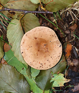 Milkcap - Lactarius sp. Habitat: Deciduous forest
https://www.jungledragon.com/image/143255/milkcap_-_lactarius_sp.html Fall,Geotagged,United States,fungus,lactarius,milkcap,mushroom