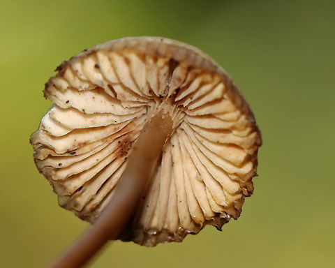 Clustered Bonnet - Mycena inclinata Habitat: Growing on rotting wood; deciduous forest
https://www.jungledragon.com/image/143418/clustered_bonnet_-_mycena_inclinata.html
https://www.jungledragon.com/image/143417/clustered_bonnet_-_mycena_inclinata.html
https://www.jungledragon.com/image/143420/clustered_bonnet_-_mycena_inclinata.html
https://www.jungledragon.com/image/143419/clustered_bonnet_-_mycena_inclinata.html Fall,Geotagged,Mycena inclinata,Oak-stump bonnet cap,United States