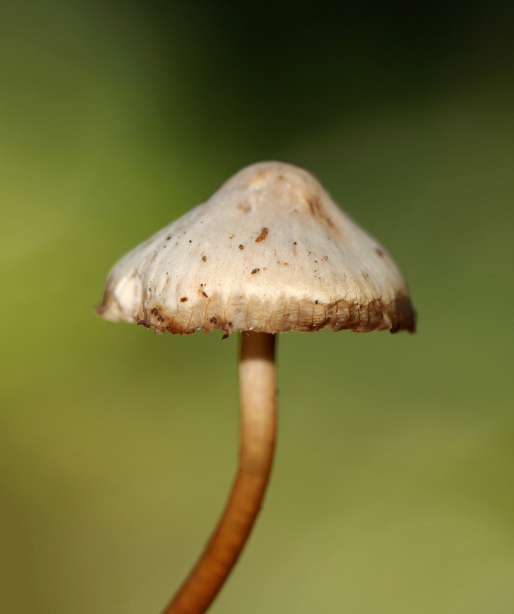 Clustered Bonnet - Mycena inclinata Habitat: Growing on rotting wood; deciduous forest<br />
<figure class="photo"><a href="https://www.jungledragon.com/image/143418/clustered_bonnet_-_mycena_inclinata.html" title="Clustered Bonnet - Mycena inclinata"><img src="https://s3.amazonaws.com/media.jungledragon.com/images/3232/143418_thumb.jpg?AWSAccessKeyId=05GMT0V3GWVNE7GGM1R2&Expires=1759968010&Signature=bNGN7wDN4WCkyHJKtZMQP17gbwk%3D" width="128" height="152" alt="Clustered Bonnet - Mycena inclinata Habitat: Growing on rotting wood; deciduous forest<br />
https://www.jungledragon.com/image/143418/clustered_bonnet_-_mycena_inclinata.html<br />
https://www.jungledragon.com/image/143417/clustered_bonnet_-_mycena_inclinata.html<br />
https://www.jungledragon.com/image/143420/clustered_bonnet_-_mycena_inclinata.html<br />
https://www.jungledragon.com/image/143419/clustered_bonnet_-_mycena_inclinata.html Fall,Geotagged,Mycena inclinata,Oak-stump bonnet cap,United States" /></a></figure><br />
<figure class="photo"><a href="https://www.jungledragon.com/image/143417/clustered_bonnet_-_mycena_inclinata.html" title="Clustered Bonnet - Mycena inclinata"><img src="https://s3.amazonaws.com/media.jungledragon.com/images/3232/143417_thumb.jpg?AWSAccessKeyId=05GMT0V3GWVNE7GGM1R2&Expires=1759968010&Signature=OhhAgxqT7bfNQ71QCC70Lo8o%2Fv0%3D" width="200" height="162" alt="Clustered Bonnet - Mycena inclinata Habitat: Growing on rotting wood; deciduous forest<br />
https://www.jungledragon.com/image/143418/clustered_bonnet_-_mycena_inclinata.html<br />
https://www.jungledragon.com/image/143417/clustered_bonnet_-_mycena_inclinata.html<br />
https://www.jungledragon.com/image/143420/clustered_bonnet_-_mycena_inclinata.html<br />
https://www.jungledragon.com/image/143419/clustered_bonnet_-_mycena_inclinata.html Fall,Geotagged,Mycena inclinata,Oak-stump bonnet cap,United States" /></a></figure><br />
<figure class="photo"><a href="https://www.jungledragon.com/image/143420/clustered_bonnet_-_mycena_inclinata.html" title="Clustered Bonnet - Mycena inclinata"><img src="https://s3.amazonaws.com/media.jungledragon.com/images/3232/143420_thumb.jpg?AWSAccessKeyId=05GMT0V3GWVNE7GGM1R2&Expires=1759968010&Signature=EOKSM8Qute8PaFgPrrx2MPQ3Q5E%3D" width="118" height="152" alt="Clustered Bonnet - Mycena inclinata Habitat: Growing on rotting wood; deciduous forest<br />
https://www.jungledragon.com/image/143418/clustered_bonnet_-_mycena_inclinata.html<br />
https://www.jungledragon.com/image/143417/clustered_bonnet_-_mycena_inclinata.html<br />
https://www.jungledragon.com/image/143420/clustered_bonnet_-_mycena_inclinata.html<br />
https://www.jungledragon.com/image/143419/clustered_bonnet_-_mycena_inclinata.html Fall,Fungus,Geotagged,Mycena inclinata,Oak-stump bonnet cap,United States,mushroom,mycena" /></a></figure><br />
<figure class="photo"><a href="https://www.jungledragon.com/image/143419/clustered_bonnet_-_mycena_inclinata.html" title="Clustered Bonnet - Mycena inclinata"><img src="https://s3.amazonaws.com/media.jungledragon.com/images/3232/143419_thumb.jpg?AWSAccessKeyId=05GMT0V3GWVNE7GGM1R2&Expires=1759968010&Signature=xNAz1iqK6aulclU5nOJpQXn1lqw%3D" width="200" height="160" alt="Clustered Bonnet - Mycena inclinata Habitat: Growing on rotting wood; deciduous forest<br />
https://www.jungledragon.com/image/143418/clustered_bonnet_-_mycena_inclinata.html<br />
https://www.jungledragon.com/image/143417/clustered_bonnet_-_mycena_inclinata.html<br />
https://www.jungledragon.com/image/143420/clustered_bonnet_-_mycena_inclinata.html<br />
https://www.jungledragon.com/image/143419/clustered_bonnet_-_mycena_inclinata.html Fall,Geotagged,Mycena inclinata,Oak-stump bonnet cap,United States" /></a></figure> Fall,Geotagged,Mycena inclinata,Oak-stump bonnet cap,United States
