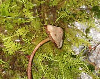 Clustered Bonnet - Mycena inclinata Habitat: Growing on rotting wood; deciduous forest<br />
https://www.jungledragon.com/image/143418/clustered_bonnet_-_mycena_inclinata.html<br />
https://www.jungledragon.com/image/143417/clustered_bonnet_-_mycena_inclinata.html<br />
https://www.jungledragon.com/image/143420/clustered_bonnet_-_mycena_inclinata.html<br />
https://www.jungledragon.com/image/143419/clustered_bonnet_-_mycena_inclinata.html Fall,Geotagged,Mycena inclinata,Oak-stump bonnet cap,United States