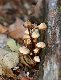 Clustered Bonnet - Mycena inclinata Habitat: Growing on rotting wood; deciduous forest
https://www.jungledragon.com/image/143418/clustered_bonnet_-_mycena_inclinata.html
https://www.jungledragon.com/image/143417/clustered_bonnet_-_mycena_inclinata.html
https://www.jungledragon.com/image/143420/clustered_bonnet_-_mycena_inclinata.html
https://www.jungledragon.com/image/143419/clustered_bonnet_-_mycena_inclinata.html Fall,Fungus,Geotagged,Mycena inclinata,Oak-stump bonnet cap,United States,mushroom,mycena