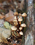 Clustered Bonnet - Mycena inclinata Habitat: Growing on rotting wood; deciduous forest<br />
https://www.jungledragon.com/image/143418/clustered_bonnet_-_mycena_inclinata.html<br />
https://www.jungledragon.com/image/143417/clustered_bonnet_-_mycena_inclinata.html<br />
https://www.jungledragon.com/image/143420/clustered_bonnet_-_mycena_inclinata.html<br />
https://www.jungledragon.com/image/143419/clustered_bonnet_-_mycena_inclinata.html Fall,Fungus,Geotagged,Mycena inclinata,Oak-stump bonnet cap,United States,mushroom,mycena