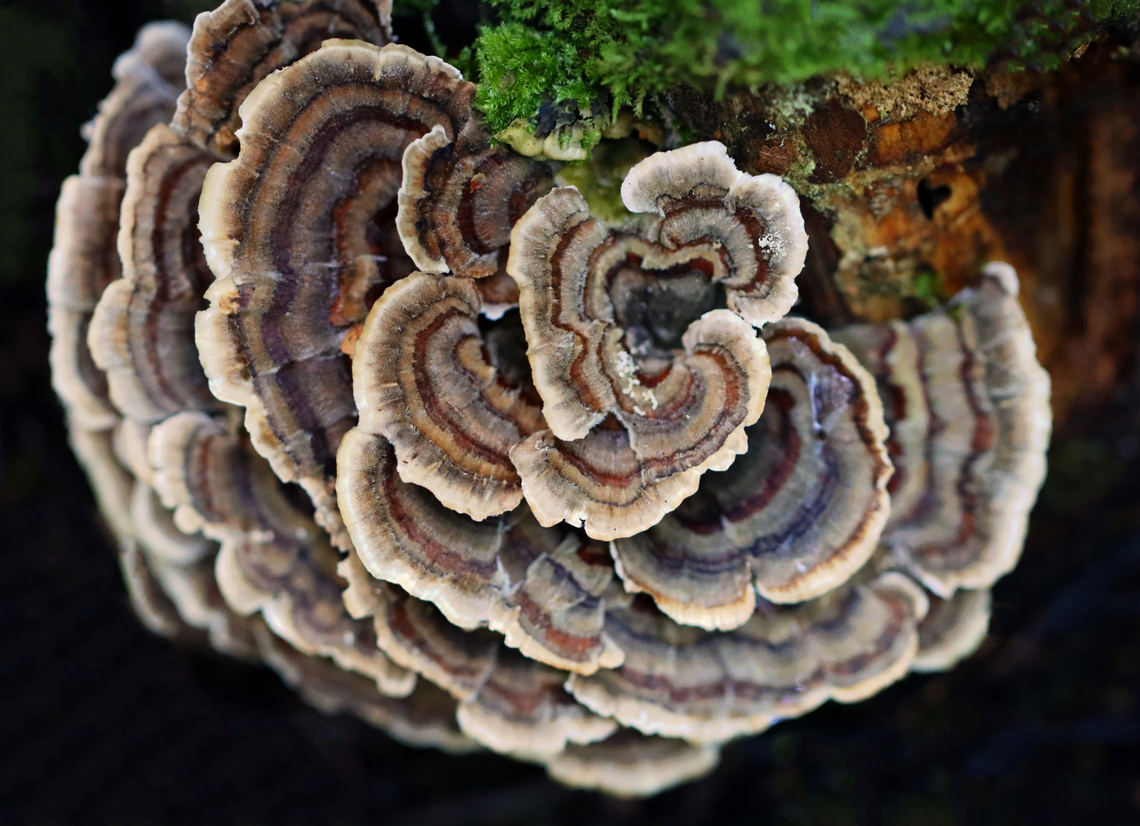 Turkey Tail - Trametes versicolor Habitat: Rotting hardwood; deciduous forest Fall,Geotagged,Trametes versicolor,Turkey Tail,United States,fungus,mushroom,trametes