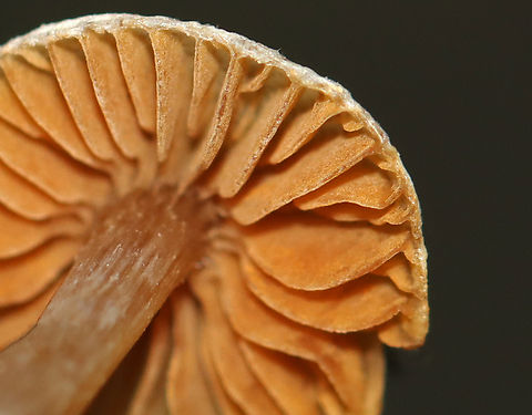 Scurfy twiglet - Tubaria furfuracea Habitat: Growing along the edge of a mixed forest.
https://www.jungledragon.com/image/143528/scurfy_twiglet_-_tubaria_furfuracea.html
https://www.jungledragon.com/image/143530/scurfy_twiglet_-_tubaria_furfuracea.html
https://www.jungledragon.com/image/143529/scurfy_twiglet_-_tubaria_furfuracea.html Fall,Geotagged,Scurfy twiglet,Tubaria furfuracea,United States