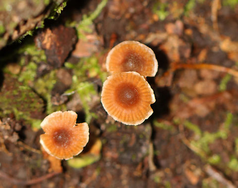 Scurfy twiglet - Tubaria furfuracea Habitat: Growing along the edge of a mixed forest.
https://www.jungledragon.com/image/143528/scurfy_twiglet_-_tubaria_furfuracea.html
https://www.jungledragon.com/image/143530/scurfy_twiglet_-_tubaria_furfuracea.html
https://www.jungledragon.com/image/143529/scurfy_twiglet_-_tubaria_furfuracea.html Fall,Geotagged,Scurfy twiglet,Tubaria furfuracea,United States