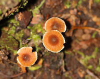 Scurfy twiglet - Tubaria furfuracea Habitat: Growing along the edge of a mixed forest.<br />
https://www.jungledragon.com/image/143528/scurfy_twiglet_-_tubaria_furfuracea.html<br />
https://www.jungledragon.com/image/143530/scurfy_twiglet_-_tubaria_furfuracea.html<br />
https://www.jungledragon.com/image/143529/scurfy_twiglet_-_tubaria_furfuracea.html Fall,Geotagged,Scurfy twiglet,Tubaria furfuracea,United States