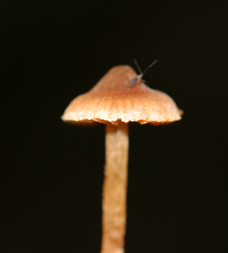 Scurfy twiglet - Tubaria furfuracea Habitat: Growing along the edge of a mixed forest.<br />
<figure class="photo"><a href="https://www.jungledragon.com/image/143528/scurfy_twiglet_-_tubaria_furfuracea.html" title="Scurfy twiglet - Tubaria furfuracea"><img src="https://s3.amazonaws.com/media.jungledragon.com/images/3232/143528_thumb.jpg?AWSAccessKeyId=05GMT0V3GWVNE7GGM1R2&Expires=1765411210&Signature=q0jByqtp17SEg7rgcuHY0ha07HA%3D" width="200" height="158" alt="Scurfy twiglet - Tubaria furfuracea Habitat: Growing along the edge of a mixed forest.<br />
https://www.jungledragon.com/image/143528/scurfy_twiglet_-_tubaria_furfuracea.html<br />
https://www.jungledragon.com/image/143530/scurfy_twiglet_-_tubaria_furfuracea.html<br />
https://www.jungledragon.com/image/143529/scurfy_twiglet_-_tubaria_furfuracea.html Fall,Geotagged,Scurfy twiglet,Tubaria furfuracea,United States" /></a></figure><br />
<figure class="photo"><a href="https://www.jungledragon.com/image/143530/scurfy_twiglet_-_tubaria_furfuracea.html" title="Scurfy twiglet - Tubaria furfuracea"><img src="https://s3.amazonaws.com/media.jungledragon.com/images/3232/143530_thumb.jpg?AWSAccessKeyId=05GMT0V3GWVNE7GGM1R2&Expires=1765411210&Signature=hOwwnXgPZVwArGGip6x9zsNHUpo%3D" width="138" height="152" alt="Scurfy twiglet - Tubaria furfuracea Habitat: Growing along the edge of a mixed forest.<br />
https://www.jungledragon.com/image/143528/scurfy_twiglet_-_tubaria_furfuracea.html<br />
https://www.jungledragon.com/image/143530/scurfy_twiglet_-_tubaria_furfuracea.html<br />
https://www.jungledragon.com/image/143529/scurfy_twiglet_-_tubaria_furfuracea.html Fall,Fungus,Geotagged,Scurfy twiglet,Tubaria,Tubaria furfuracea,United States,mushroom" /></a></figure><br />
<figure class="photo"><a href="https://www.jungledragon.com/image/143529/scurfy_twiglet_-_tubaria_furfuracea.html" title="Scurfy twiglet - Tubaria furfuracea"><img src="https://s3.amazonaws.com/media.jungledragon.com/images/3232/143529_thumb.jpg?AWSAccessKeyId=05GMT0V3GWVNE7GGM1R2&Expires=1765411210&Signature=6h1CUkr62luN1E84X08zVNlmFQE%3D" width="200" height="160" alt="Scurfy twiglet - Tubaria furfuracea Habitat: Growing along the edge of a mixed forest.<br />
https://www.jungledragon.com/image/143528/scurfy_twiglet_-_tubaria_furfuracea.html<br />
https://www.jungledragon.com/image/143530/scurfy_twiglet_-_tubaria_furfuracea.html<br />
https://www.jungledragon.com/image/143529/scurfy_twiglet_-_tubaria_furfuracea.html Fall,Geotagged,Scurfy twiglet,Tubaria furfuracea,United States" /></a></figure> Fall,Fungus,Geotagged,Scurfy twiglet,Tubaria,Tubaria furfuracea,United States,mushroom