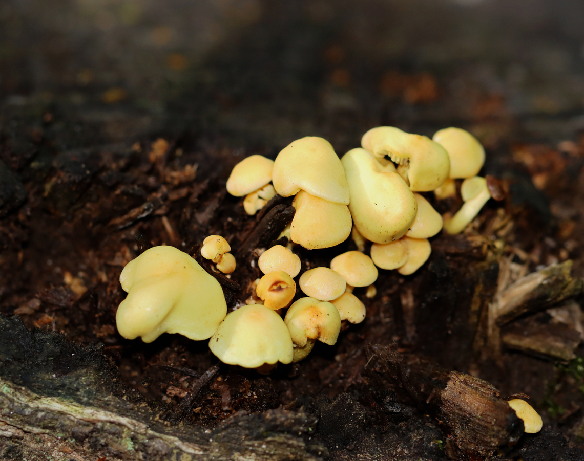 Clustered Woodlover - Hypholoma fasciculare Habitat: Growing on rotting wood Fall,Geotagged,Hypholoma fasciculare,Sulphur tuft,United States,fungus,hypholoma,mushroom