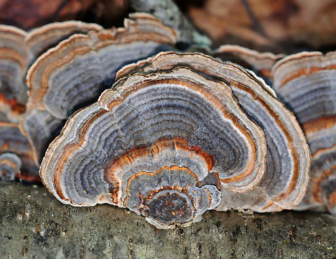 Turkey Tail - Trametes versicolor Habitat: Growing on hardwood; deciduous forest Fall,Geotagged,Trametes versicolor,Turkey Tail,United States,fungus,mushroom,trametes