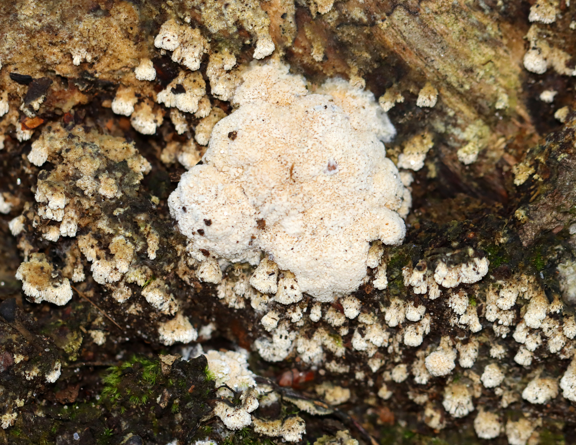 Xylodon paradoxus *Tentative ID<br />
<br />
Habitat: Growing on decorticated wood; mixed forest Fall,Fungus,Geotagged,Split-pore Crust,United States,Xylodon,Xylodon paradoxus