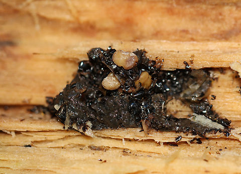 Mushrooms on Woodpecker Scat The scat consisted of a small pile of bits of insect exoskeletons! There were 3 light brown mushrooms on the scat.

Habitat: Found on a fallen tree that had signs of woodpecker activity

 Fall,Geotagged,United States,fungus,mushrooms,scat,signs of wildlife,woodpecker